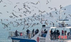 山东荣成海驴岛迎黑尾鸥归巢季 游客环岛观鸥