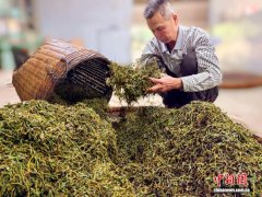 广东台山头春红茶香飘海内外